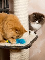Japan Premium Hračka pro kočky "Rybka" s vybranou funkcí péče o kočičí zuby a škrabadlem