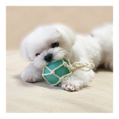 Japan Premium Gumová hračka s bavlněnou zubní nití "Mořská bóje" pro psy