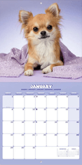 CurePink Oficiální nástěnný kalendář 2024 16 měsíců Simon K. & Greg C.: Psi (30 x 30|60 cm)