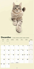CurePink Oficiální nástěnný kalendář 2024 16 měsíců: Kočky|Koťata (30 x 30|60 cm)