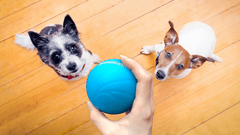 BOT Wicked Ball Interaktivní míč pro psy žlutý