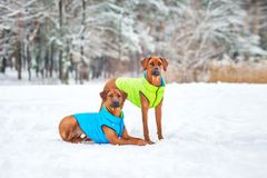 Doggy LUMI bunda pro psy, ultralehká, REFLEXNÍ, teplé oblečení 4 velikosti, barva SVĚTLE ZELENÁ + MODRÁ, L