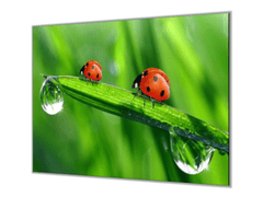 Glasdekor Ochranná deska berušky na stéble trávy - Ochranná deska: 65x90cm, Lepení na zeď: S lepením na zeď