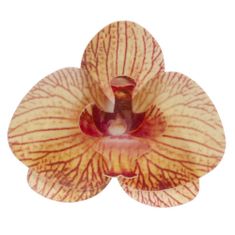 Dekora Jedlý papír - žlutá orchidej - 10ks