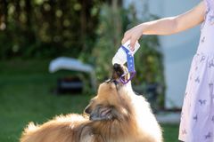 BiBi SmoothieDog Hovězí smoothie pro psy + Doggy Roller tmavě modrá