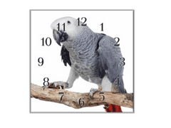 Glasdekor Nástěnné hodiny 30x30cm papoušek Žako - Materiál: kalené sklo