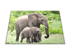 Skleněné prkénko slonice a slůně v přírodě - Prkénko: 40x30cm