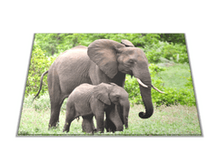 Glasdekor Skleněné prkénko slonice a slůně v přírodě - Prkénko: 40x30cm