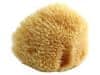 Přírodní mořská houba POUPY