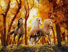 InnoVibe Sada na diamantové malování - tři koně v podzimní krajině