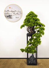 Bondek Pokojová dekorativní kaskádovitá bonsai - Borovice (PN-76)