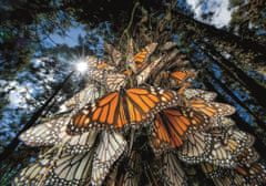 Clementoni Puzzle Motýli Monarcha