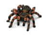 Schleich Wild Life - Pavouk Tarantule, ptáček, figurka pro děti 3+ 