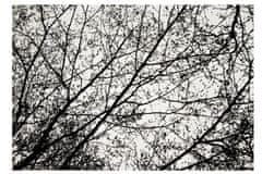 Tutumi Plyšový koberec Nature 4D Black Trees