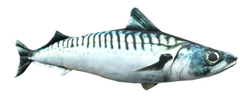 Sports Dekorační polštář - Makrela 50cm