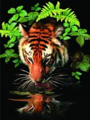 SMT Creatoys Malování podle čísel Tygr u vody 22x30cm s akrylovými barvami a štětcem na kartě
