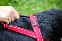 KONG KONG Postroj pro norské psy XL černý