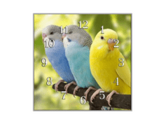 Glasdekor Nástěnné hodiny 30x30cm papoušek andulka - Materiál: kalené sklo