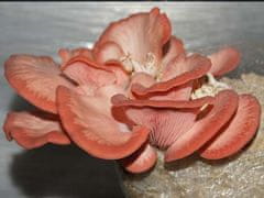 PLANTO Hlíva růžová (Pleurotus djamor) 1l, mycelium na zrně