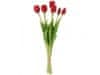 Tulipán červený, 40 cm, set 5 ks
