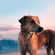 HARLEY® Svítící obojek pro psy, Obojky pro psy, Svítící obojek | PETSHINE Velká plemena