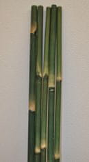 AXIN Bambusová tyč 3 - 4 cm, délka 2 metry - barvená zelená
