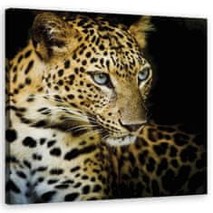 shumee Obraz na plátně, Majestátní leopard - 30x30