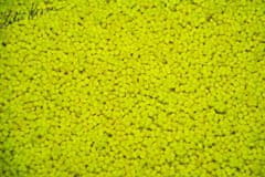 Lk Baits Fluoro Pellets Pineapple/N-Butyric 1kg, 2mm