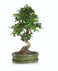 Polnix Zelený oválný bonsajový květináč s podstavcem 25 cm