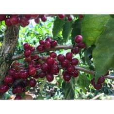 COFFEEDREAM Káva NICARAGUA THALIA - Hmotnost: 100g, Typ kávy: Zrnková, Způsob balení: třívrstvý sáček se zipem