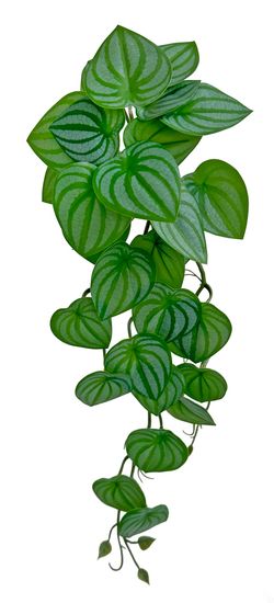 Shishi Větvička peperomie zeleno - bílá 54 cm