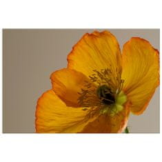 ZUTY Obrazy na stěnu - Květ máku - Gemma Stiles, 90x60 cm