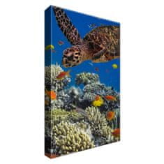 ZUTY Obrazy na stěnu - Želva pod vodou, 20x30 cm