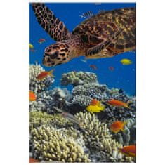 ZUTY Obrazy na stěnu - Želva pod vodou, 20x30 cm