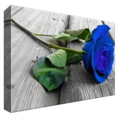 ZUTY Obrazy na stěnu - Květinová růže, 30x20 cm