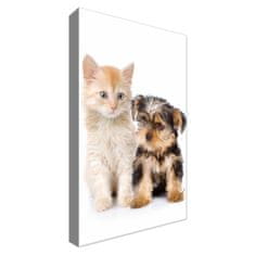 ZUTY Obrazy na stěnu - Mladý jorkšírský teriér a kotě, 20x30 cm