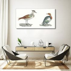 COLORAY.CZ Obraz na plátně Zvířata ptáci 120x60 cm