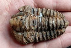 INTEREST Fosilie Trilobit Calymene 6,9cm.