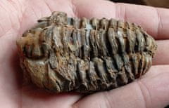 INTEREST Fosilie Trilobit Calymene 6,9cm.