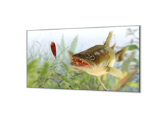 Glasdekor Ochranná deska candát ryba - Ochranná deska: 40x60cm, Lepení na zeď: S lepením na zeď