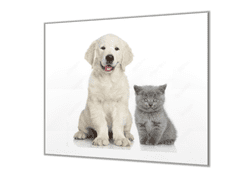 Glasdekor Ochranná deska bílé štěně a šedé kotě - Ochranná deska: 60x70cm, Lepení na zeď: S lepením na zeď