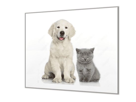 Glasdekor Ochranná deska bílé štěně a šedé kotě