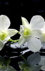 COLORAY.CZ Roleta na okno Orchideje Rolet propuštění světla 90x140 cm