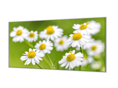 Glasdekor Ochranná deska květy heřmánku - Ochranná deska: 60x90cm, Lepení na zeď: S lepením na zeď