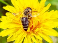 Allegria den se včelařem Chrudim