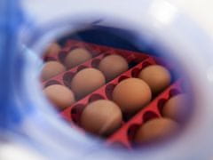 BRAVSON Automatická líheň na vejce BOROTTO REAL 49 AUTOMATIC