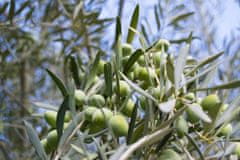 Oleificio Russo Extra panenský olivový olej ze sopečných oliv Zammara, 1 L (Ročník 2023/24)