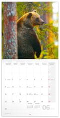 Grooters Poznámkový kalendář Zvířátka z lesa 2025, 30 × 30 cm