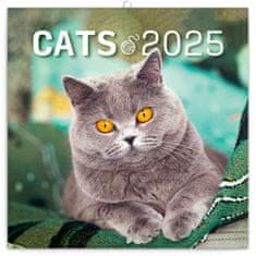 Grooters Poznámkový kalendář Kočky 2025, 30 × 30 cm