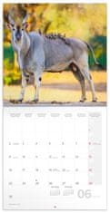 Presco Publishing Poznámkový kalendář Divoká Afrika 2025, 30 × 30 cm